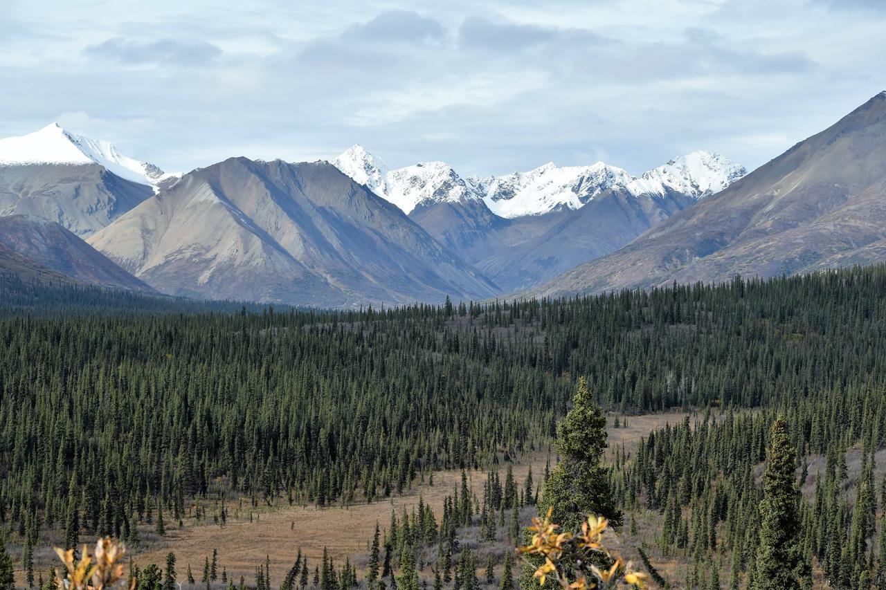 Backwoods Lodge Cantwell Exteriér fotografie