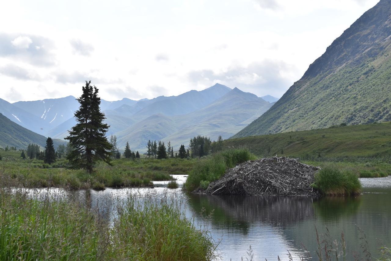 Backwoods Lodge Cantwell Exteriér fotografie